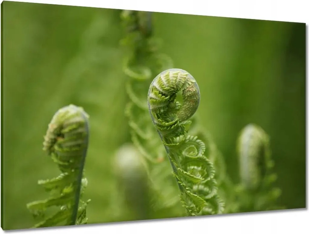 Vászonkép 120x80 Páfrányok Erdő Zöld levél