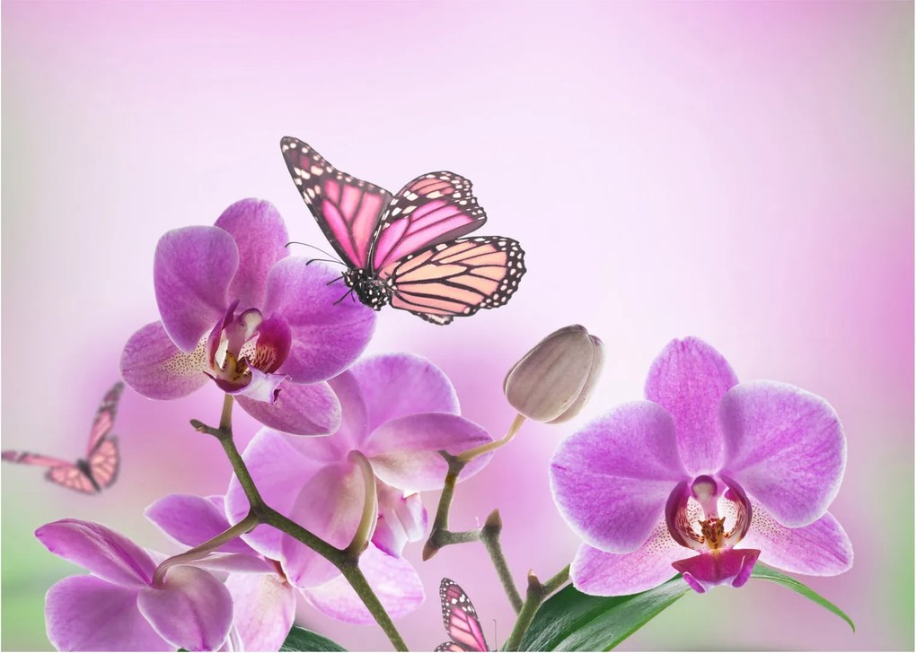 Kép - Pillangó orchidea virágon, lila (70x50 cm)