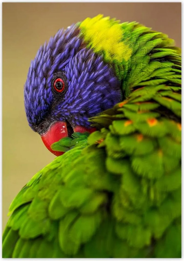 Poszterek 70x100 Papagájok Madarak