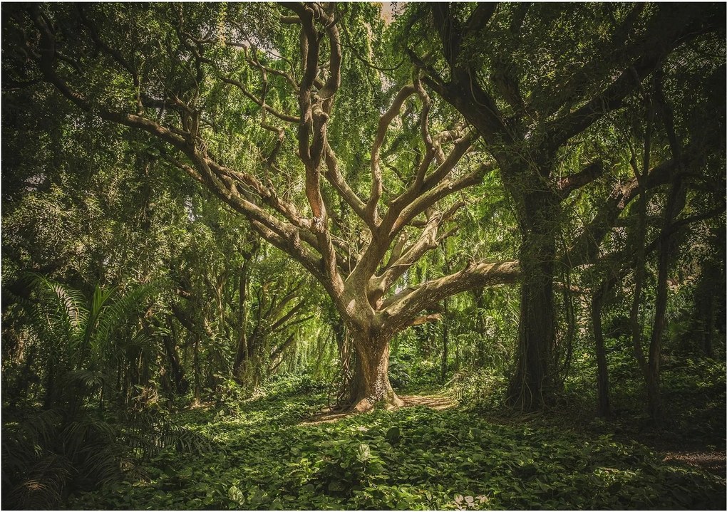 Fotótapéta fotótapéta erdő gyönyörű fa 208 x 146