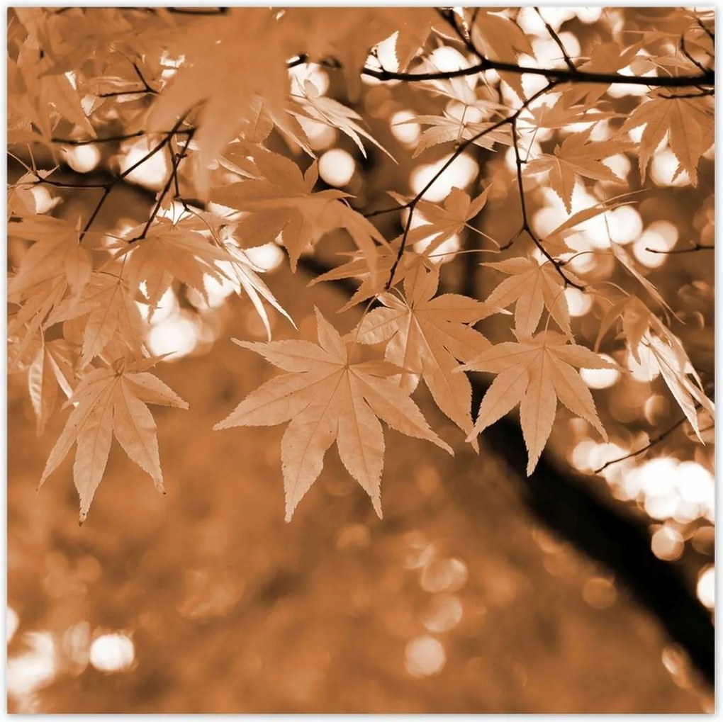 Poszterek 70x70 Szépia Őszi levelek