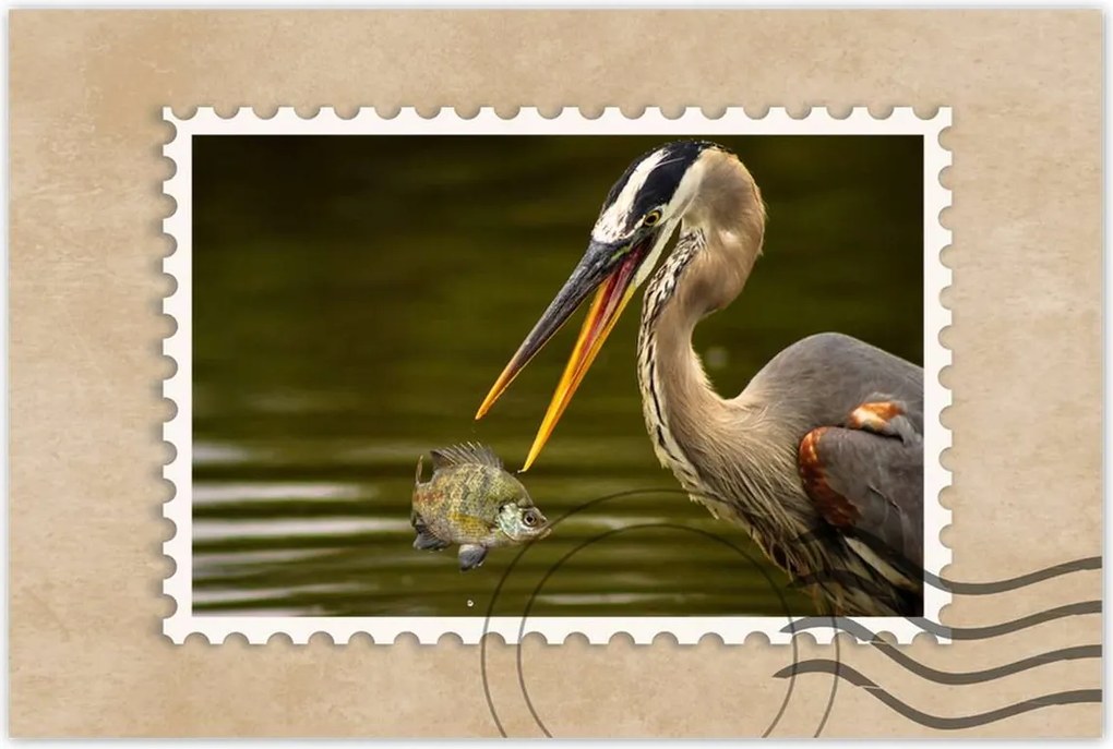 Poszterek 90x60 Kalapos madár Tájkép Kilátás