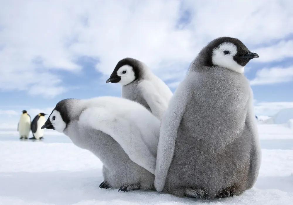 Pingvinek 2727 fotótapéta több méretben, alapanyagban