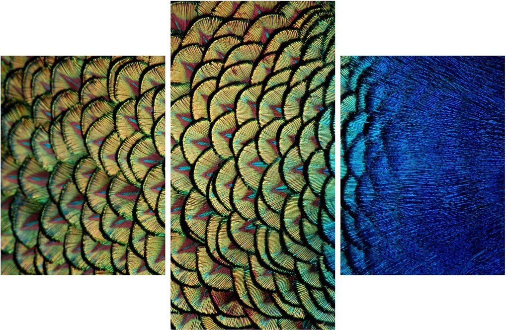 Kép - Pávatollak (90x60 cm)