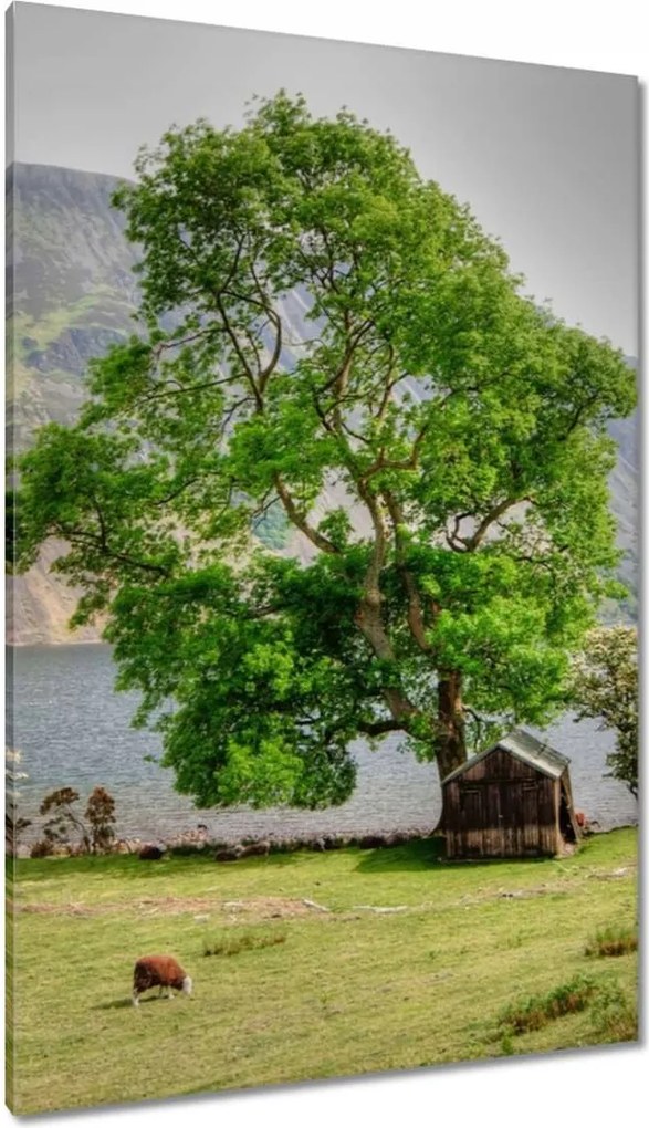 Vászonkép 80x120 Erős fa