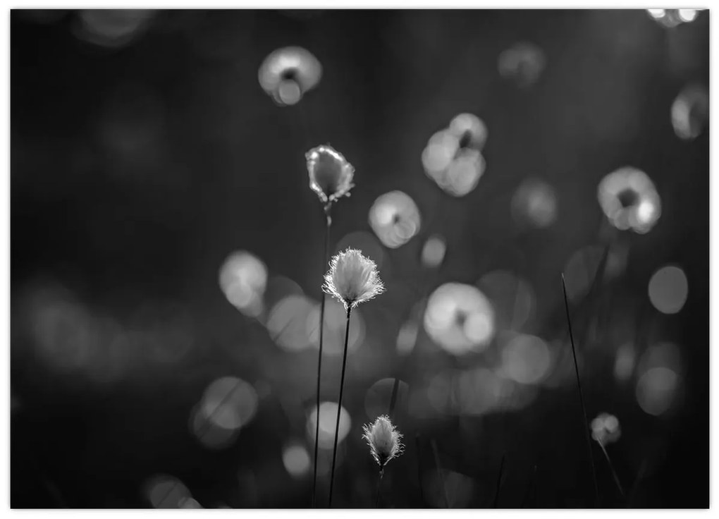 Üveg kép - Pamutfű a réten (70x50 cm)