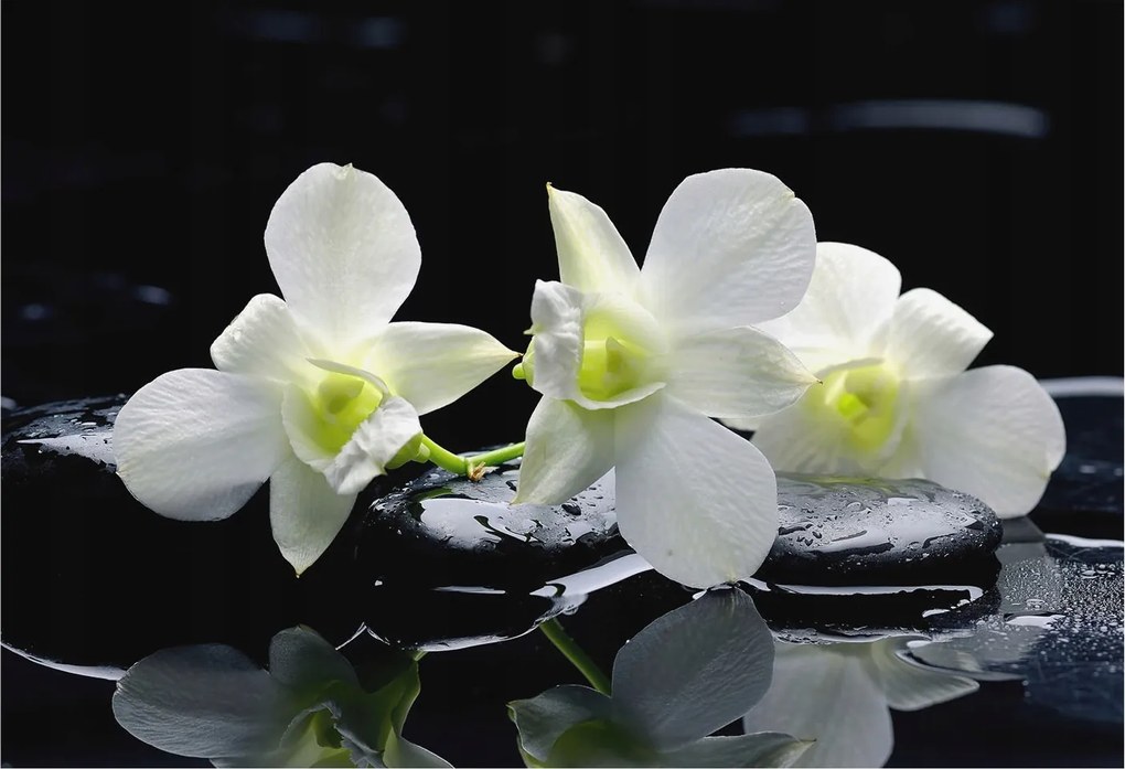 Flizelina Dekoratív Fotótapéta Hálószoba Virágok kövek 152x104 Ragasztó