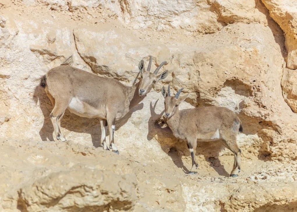 Poszter 70x50cm Núbiai ibexek, Assaf Frank