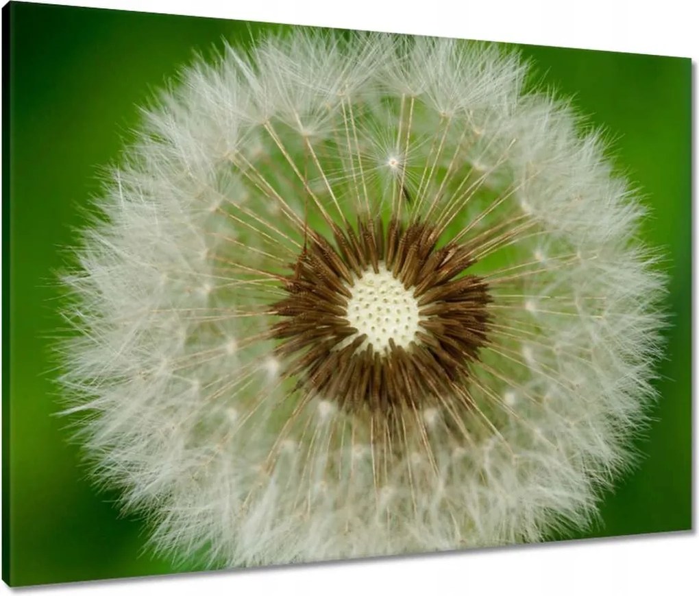 Vászonkép 80x60 Pitypang Virág Virágok