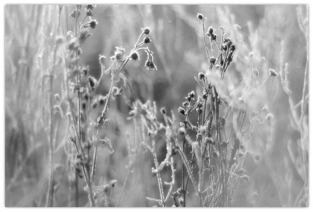 Kép - Wild Meadow (90x60 cm)