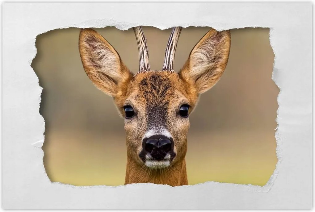 Poszter 60x40 Kecske úr szarvak