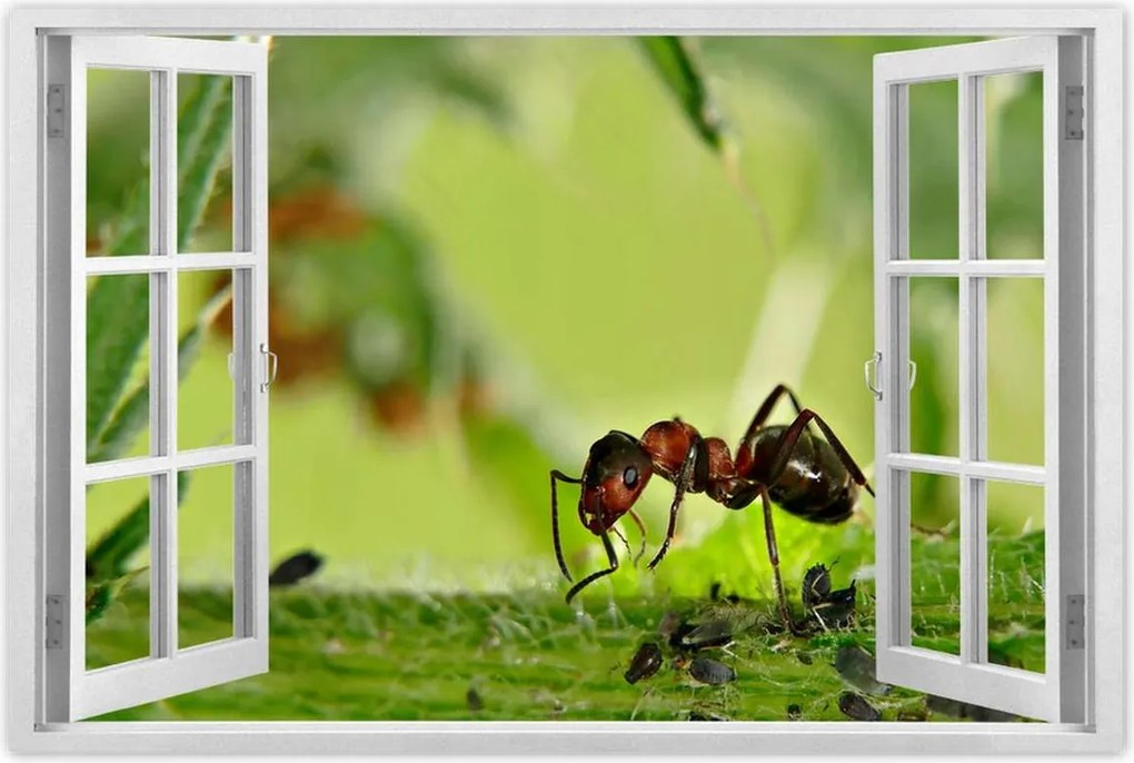 Poszterek 90x60 Hangya Makró fotó