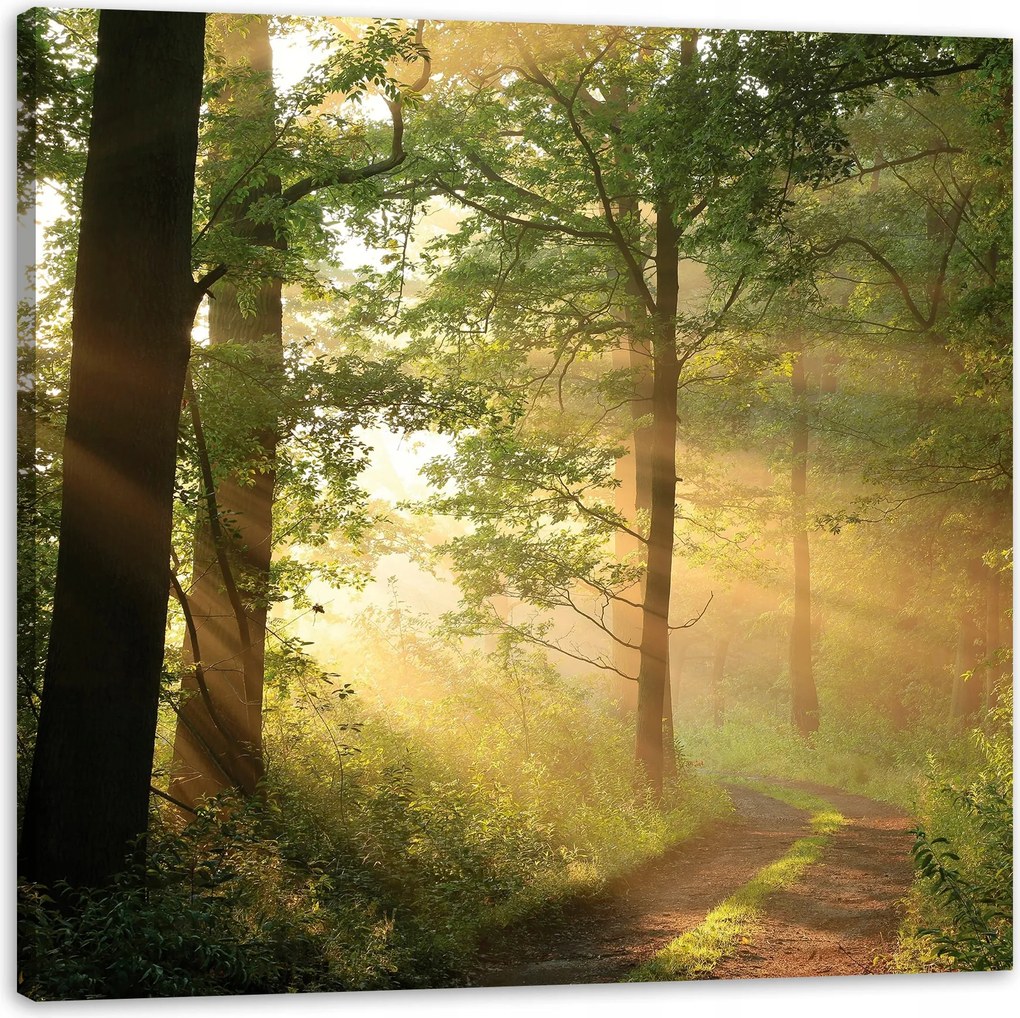 Vászonkép Napfény Erdő Ösvény Természet 90X90 cm