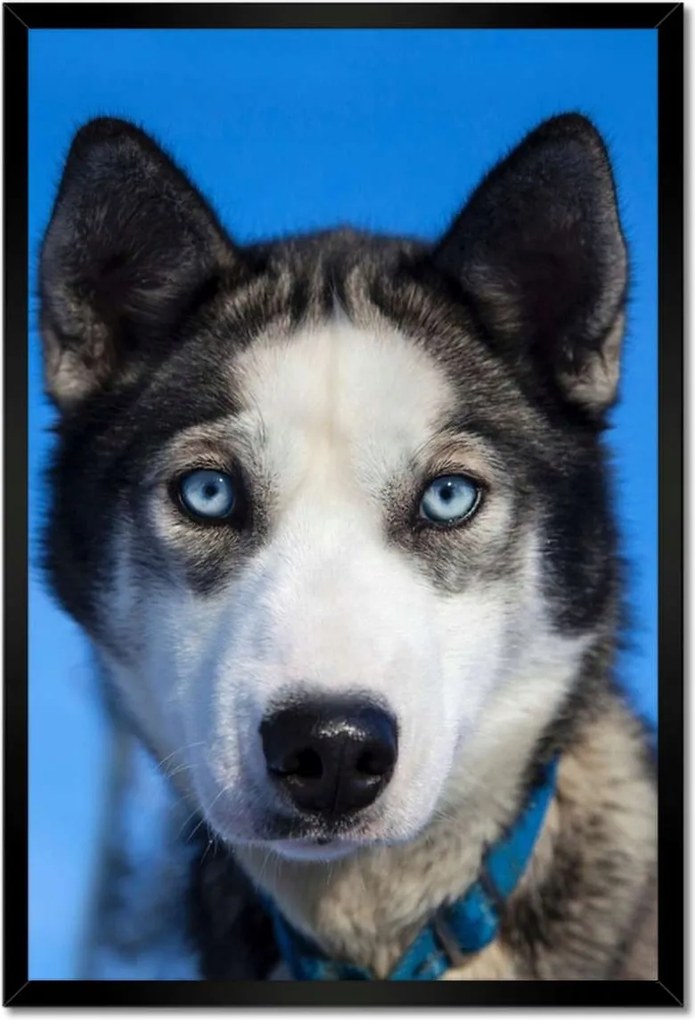 Poszterek keretben 40x60 Husky