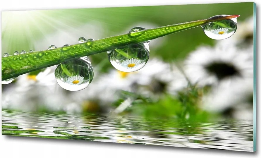 Fotó kép fotó edzett üveg Bogáncs 100x70