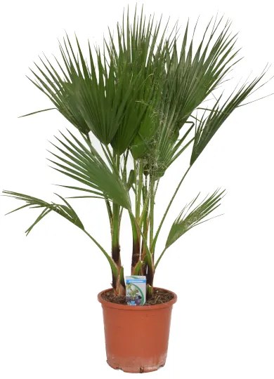 KALIFORNIAI-WASHINGTON PÁLMA CS:26CM WASHINGTONIA FILIFERA