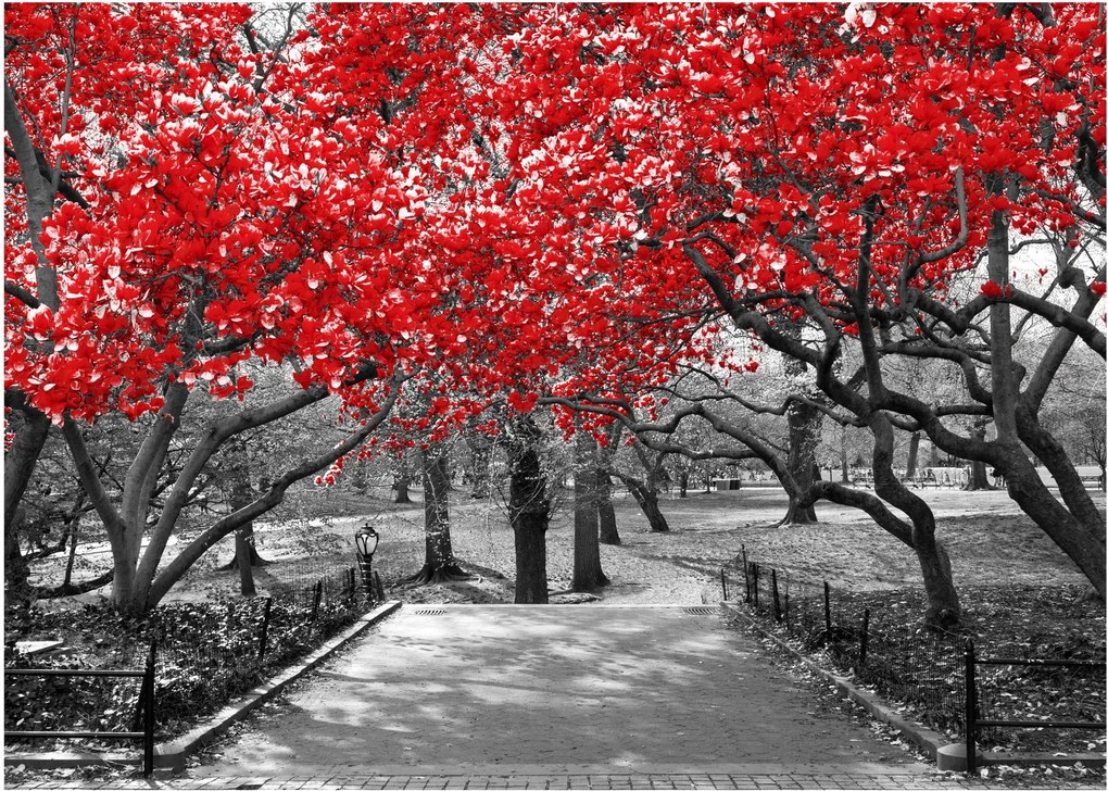 Kép - vörös fák,Central Park, New York (üvegen) (70x50 cm)