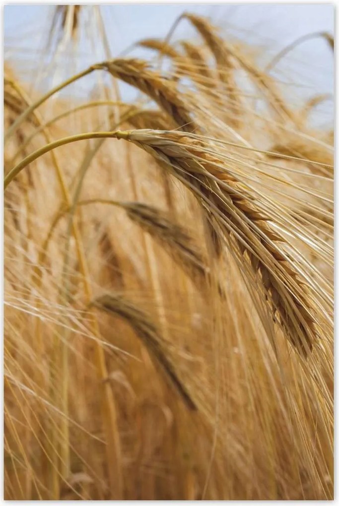 Poszterek 80x120 Kalászok gabonával Gabonafélék