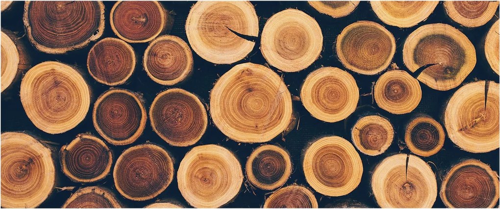 Flizelin fotótapéta Flizelin Design Fa körök 250x104