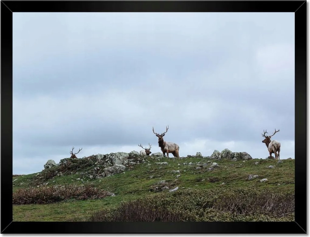 Poszter keretben 40x30 Szarvas felszarvazott
