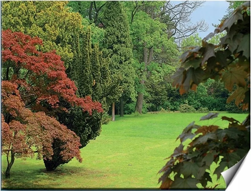 Fotótapéta Erdő Fák Ég Rét Kert Természet Fű 254x184 Kiárusítás