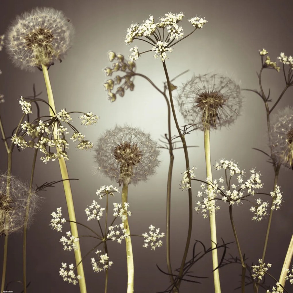 Poszter 40x40cm Réti virágok 4, Assaf Frank