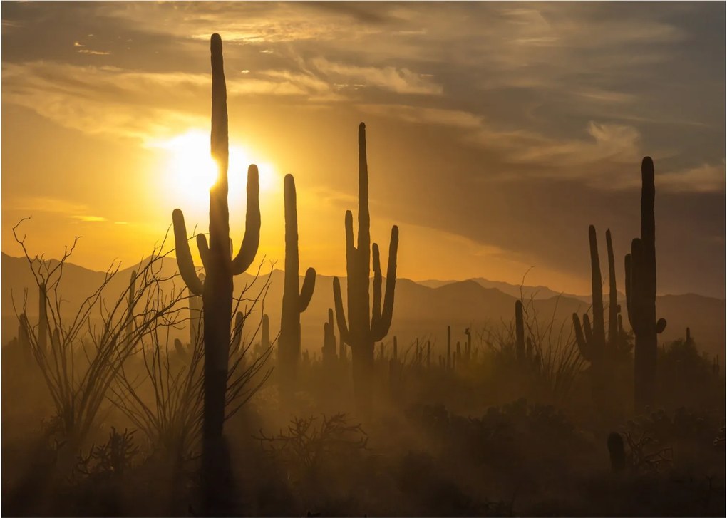 Kép - Saguaro kaktuszok (70x50 cm)