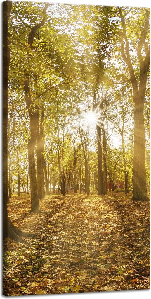 Vászonkép Nap a fák között az erdőben 40x80 cm
