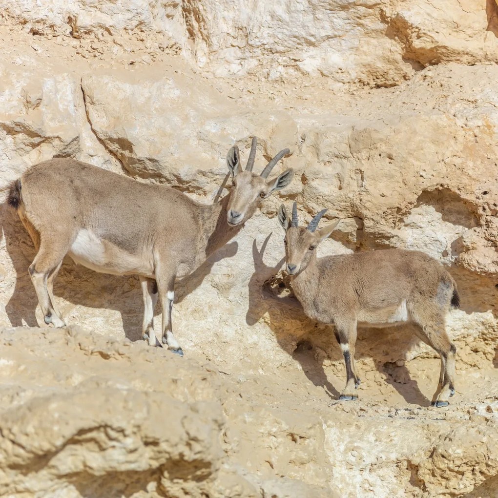 Poszter 80x80cm Núbiai ibexek, Assaf Frank