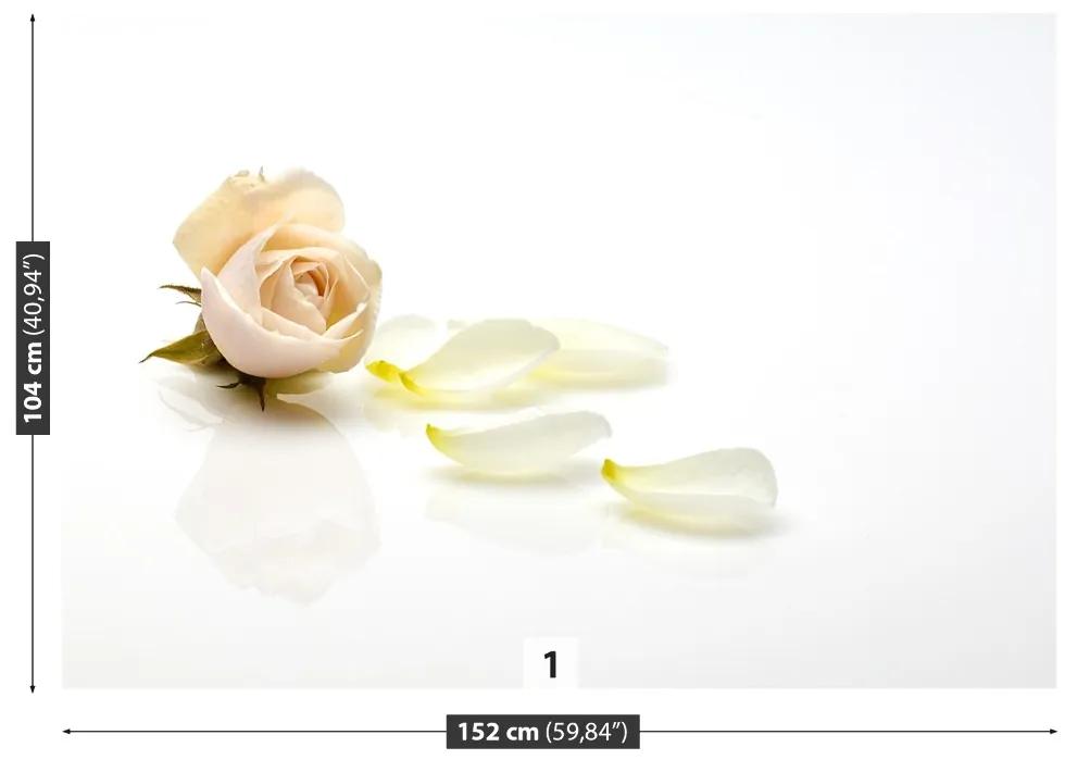 Fotótapéta rózsaszín rózsa 104x70 cm