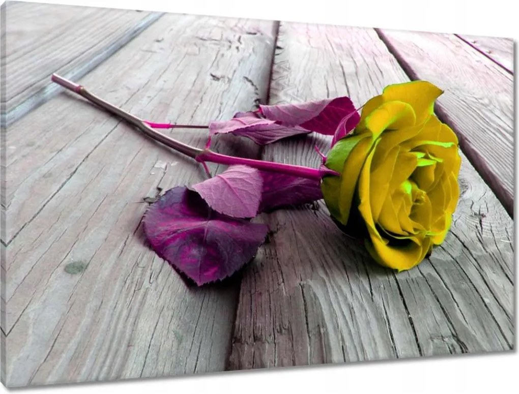 Vászonkép 90x60 Freeky rose