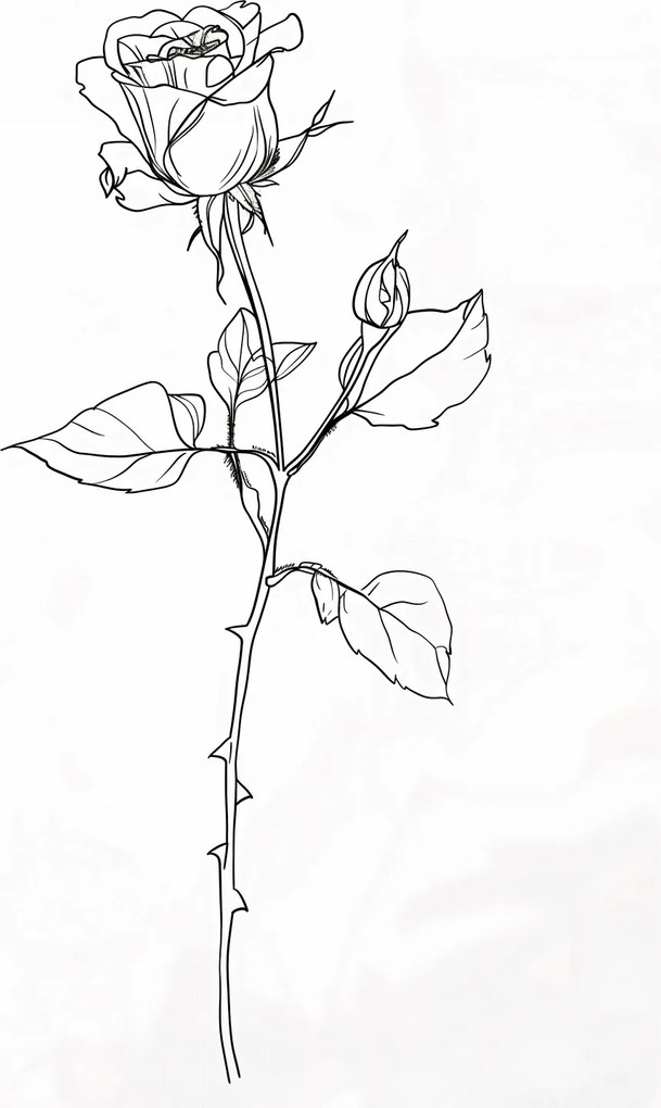 Poszter 59,4x84,1cm Rózsa kontúr