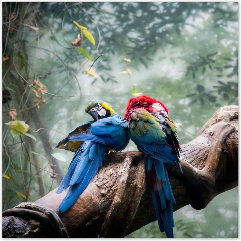 Poszterek 30x30 Szerelmes papagájok