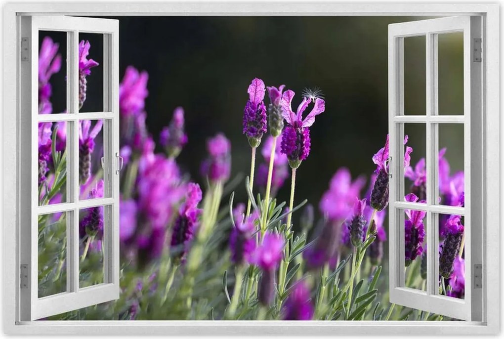 Poszterek 90x60 Levendula virágok