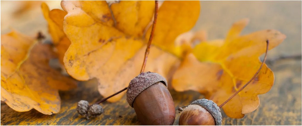 Kép - Őszi makk (120x50 cm)