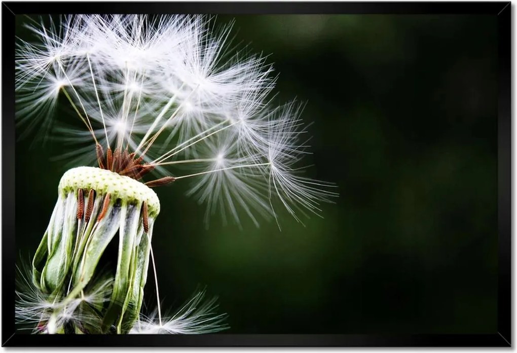 Poszterek keretben 60x40 Pitypang Virág Virágok