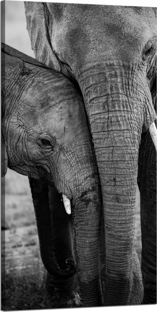Vászonkép Fekete-fehér Elefántpár Természet 60x120 cm