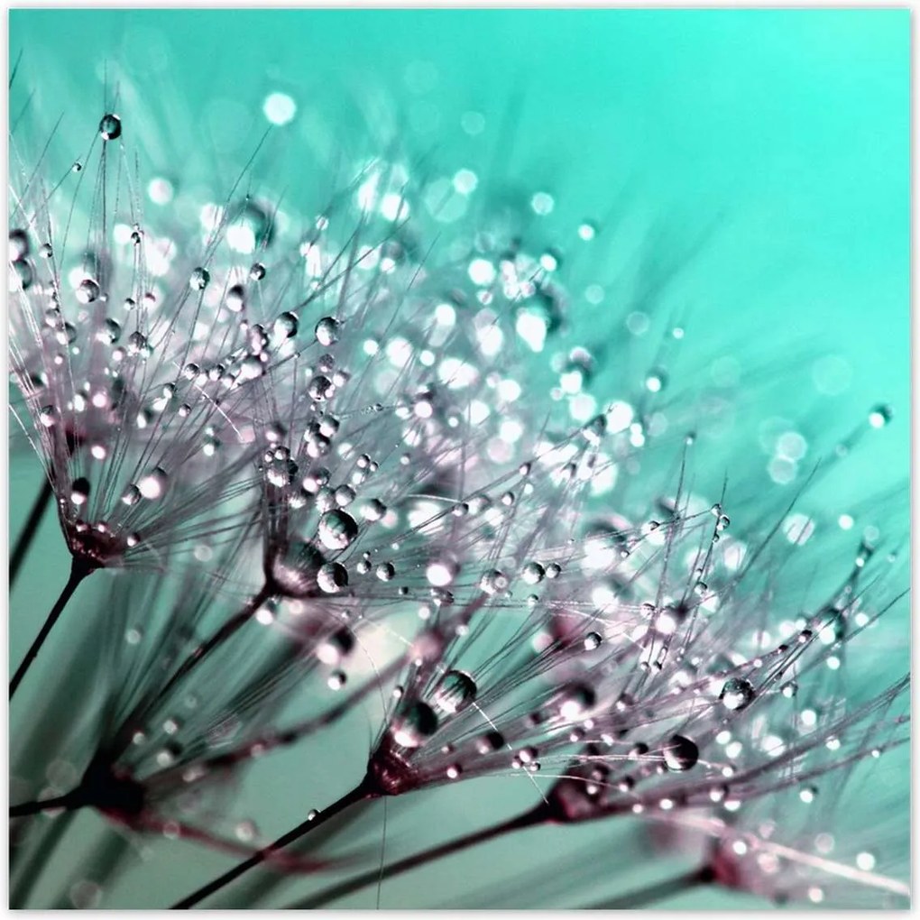 Poszterek 100x100 Harmatcseppek Pitypang