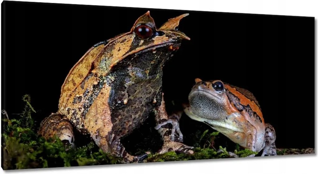 Vászonkép 115x55 Sarok orrszarvú béka
