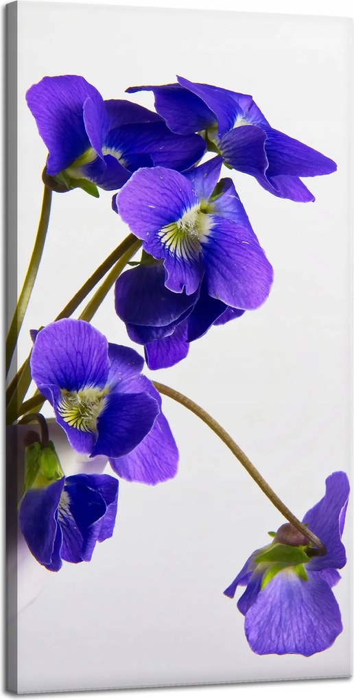 Botanika vászonkép Lila ibolyák 40x80