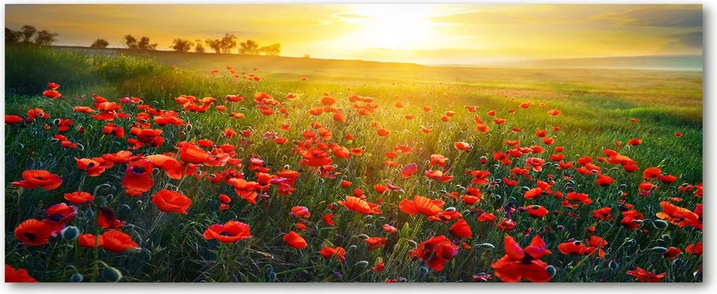 Modern üvegpanel a konyhába Pipacsmező XXL