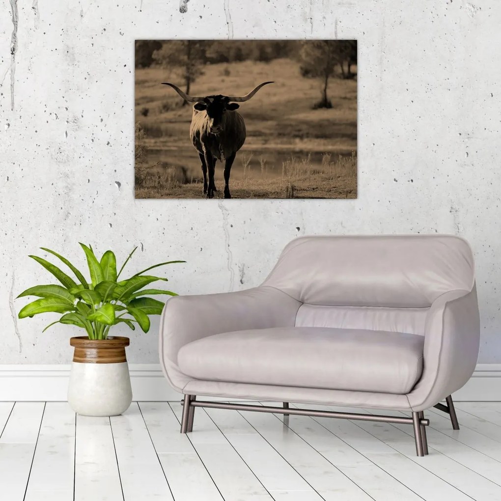 Üveg kép - Texasi tehén (70x50 cm)