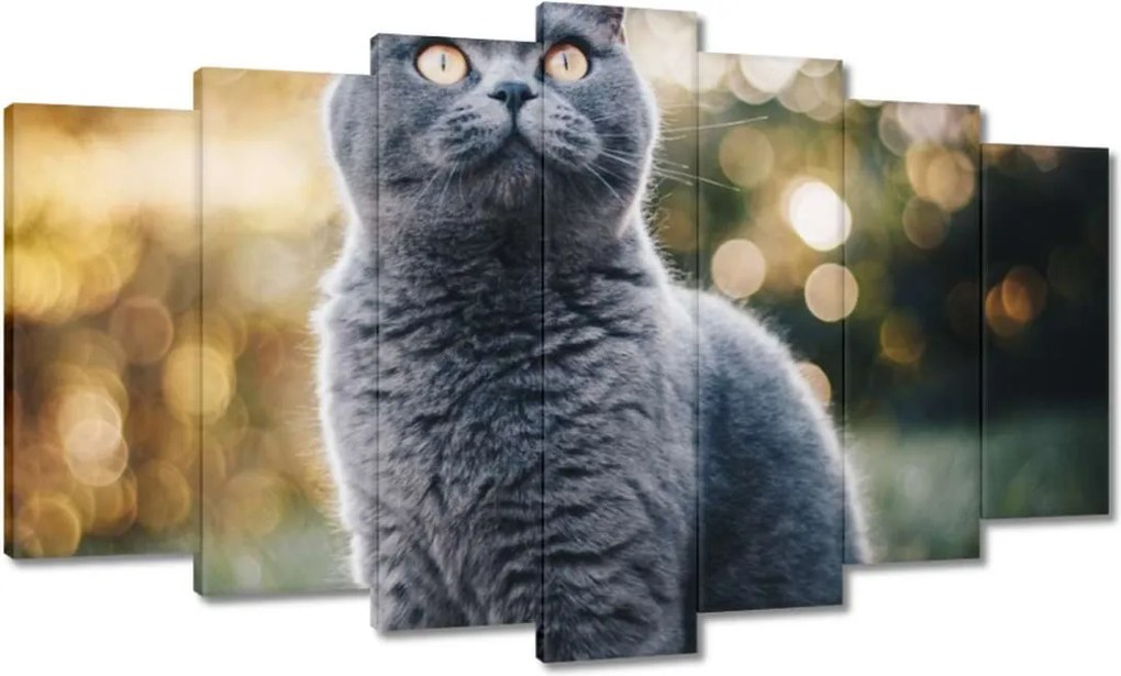 Vászonkép 140x80 Csábító macska Cica