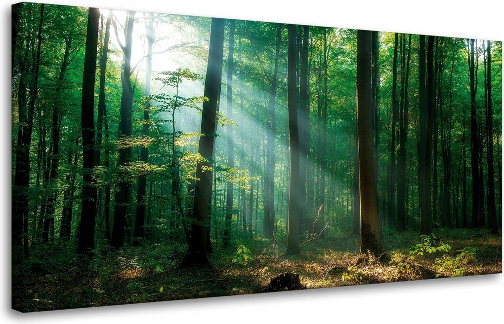 Vászonkép Erdő Fák Nap sugarai 80x40 cm Ajándéknak is tökéletes