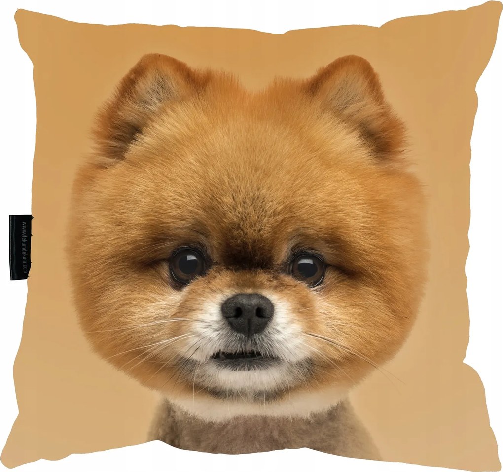 Pomerániai Kutyapárna kutya tökéletes ajándék