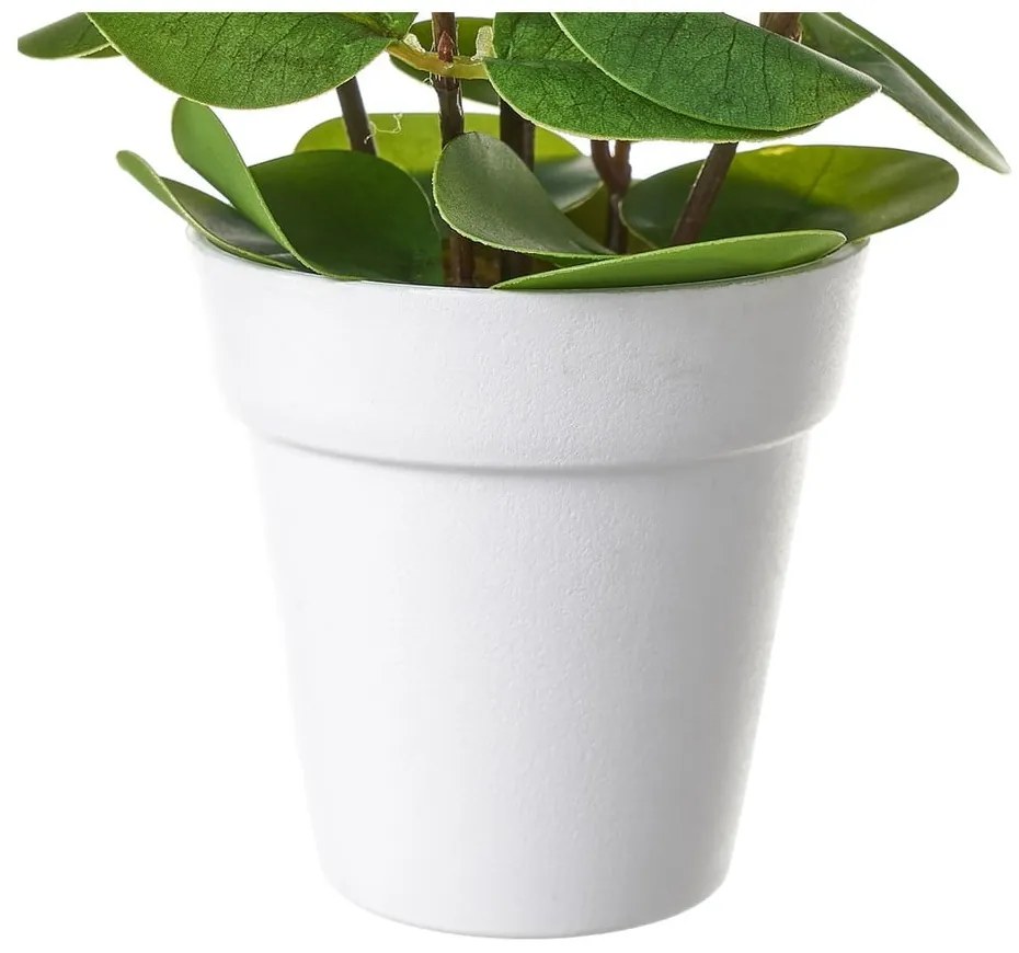 Művirág – Casa Selección