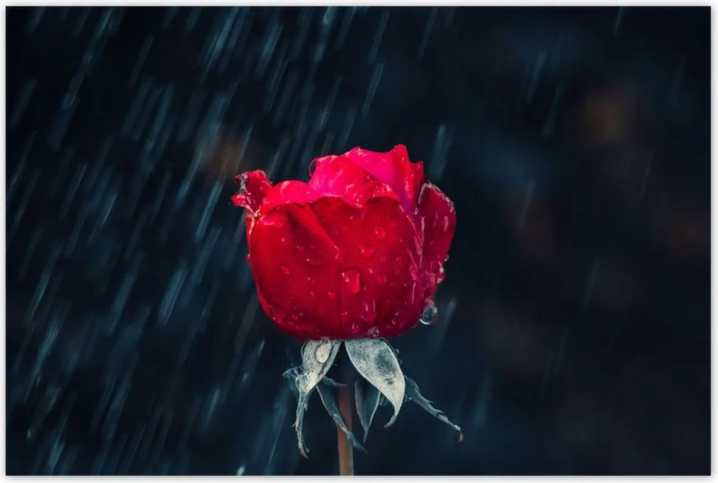 Poszterek 120x80 Rózsa Virág Virágok Rózsa