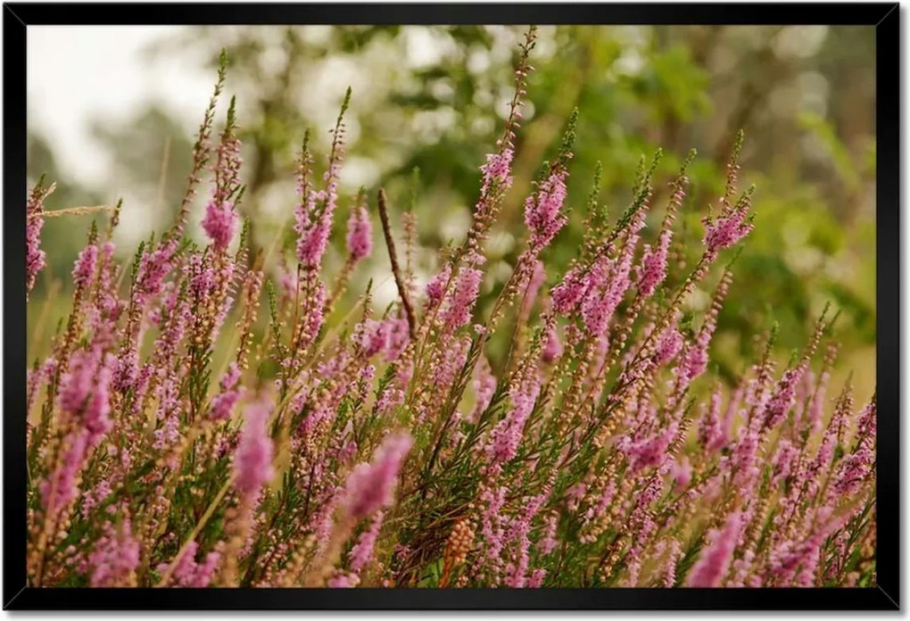 Poszter keretben 60x40 Hanga virágok lila