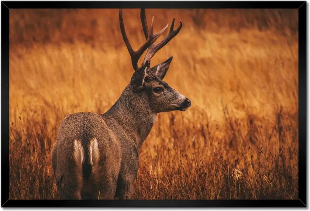 Poszterek keretben 60x40 Szarvas a természetben Vadászat