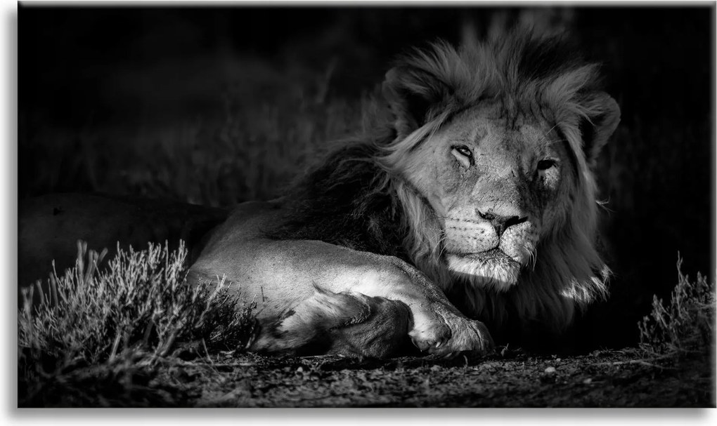 Vászonkép Sötét színek Oroszlán nyugalom 90x60 cm Ajándéknak is tökéletes